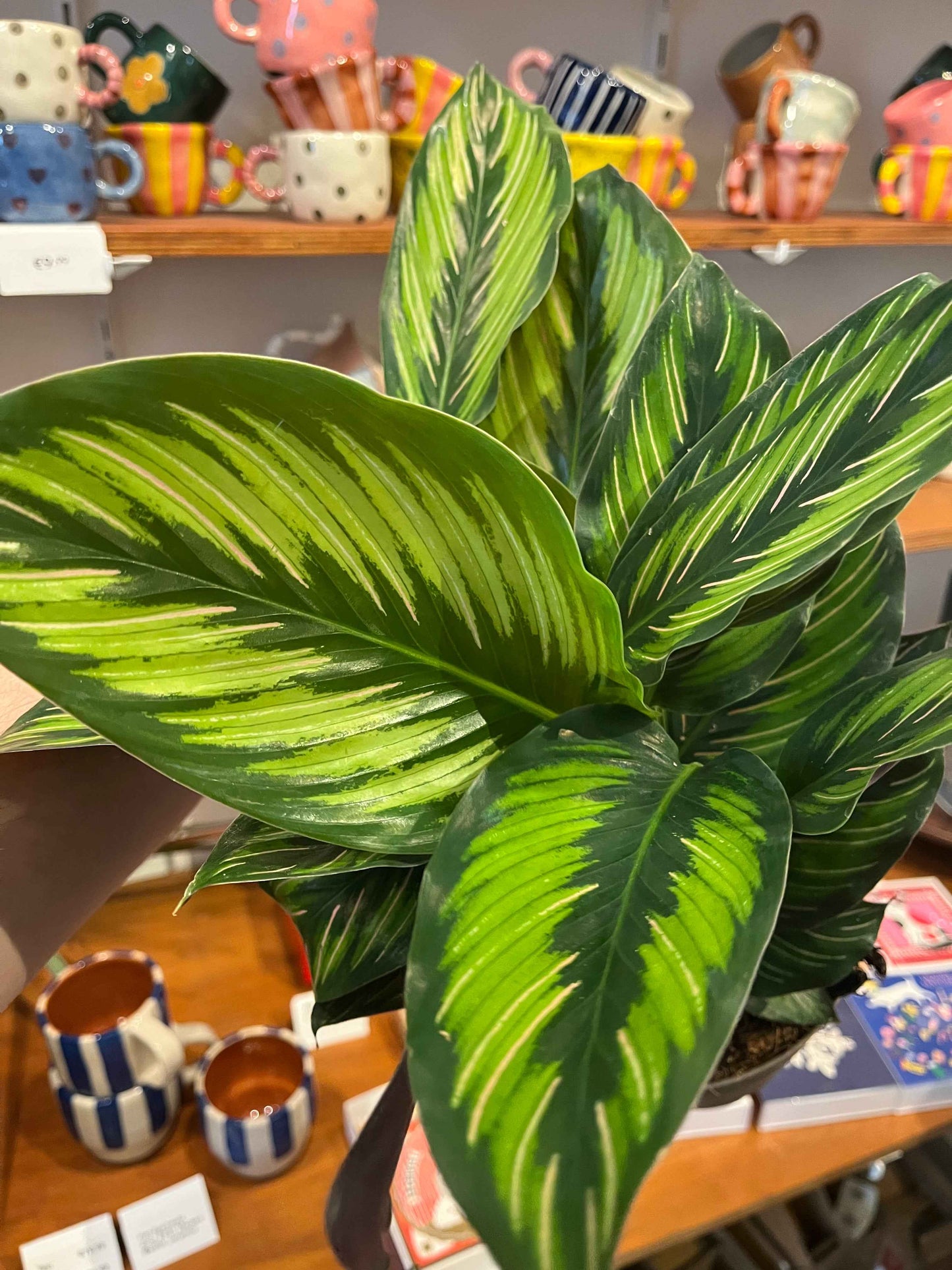 Goeppertia ornata 'Beauty Star'