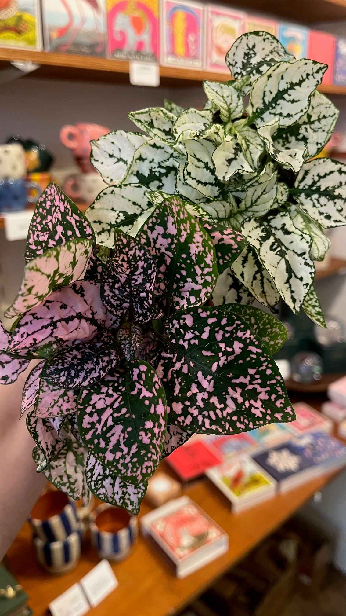 Hypoestes phyllostachya