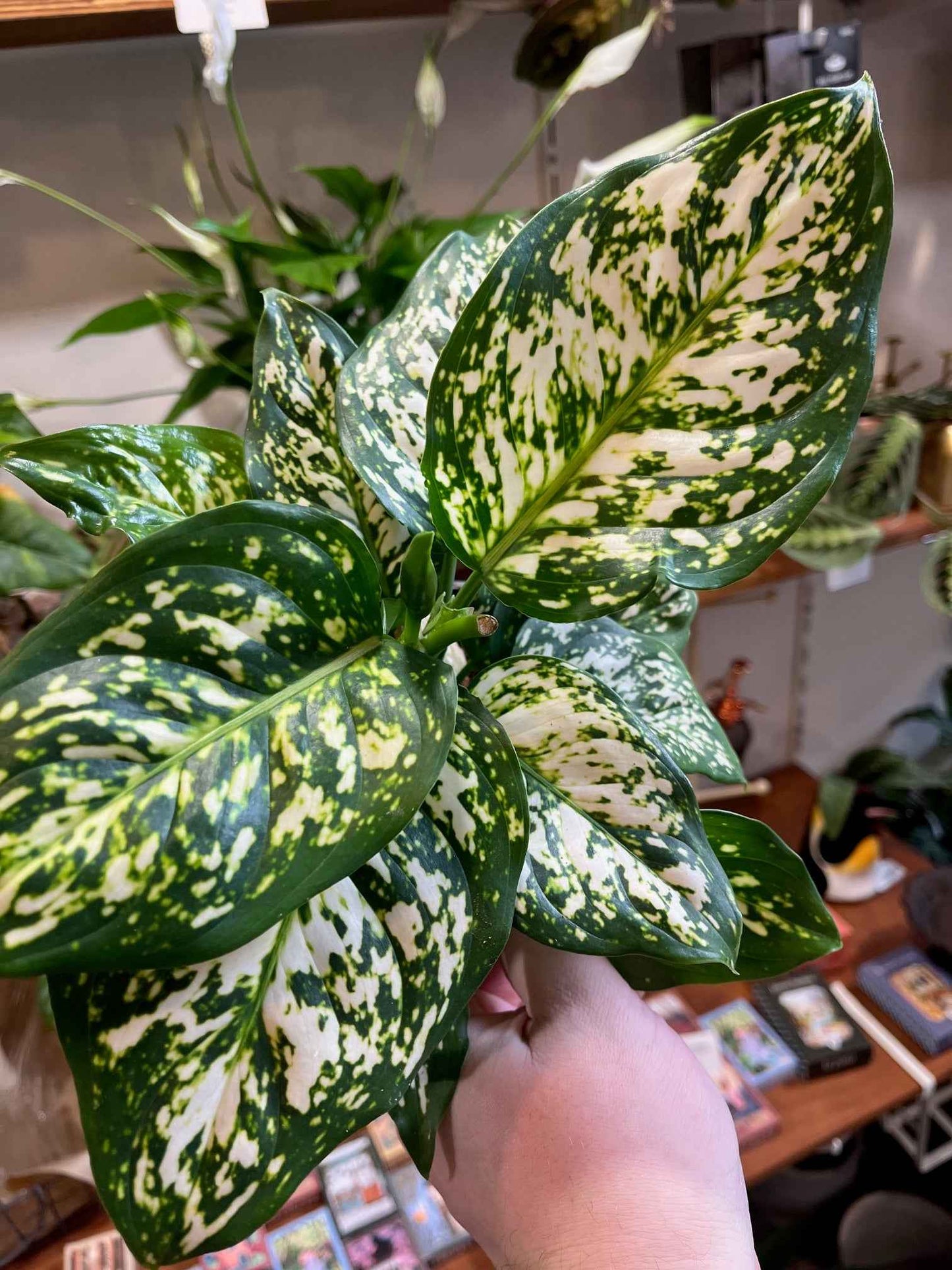 Aglaonema commutatum 'White Kiwi'