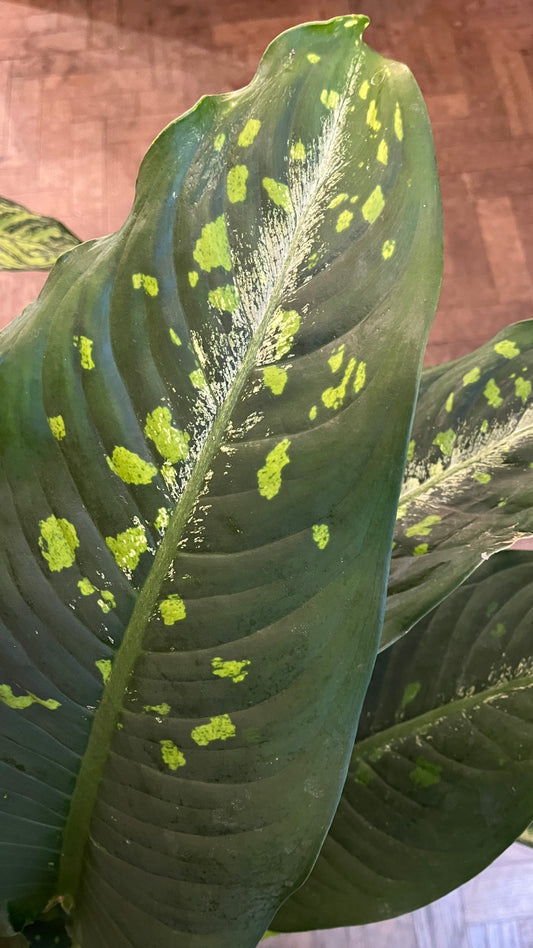 Dieffenbachia seguine 'Galaxy'