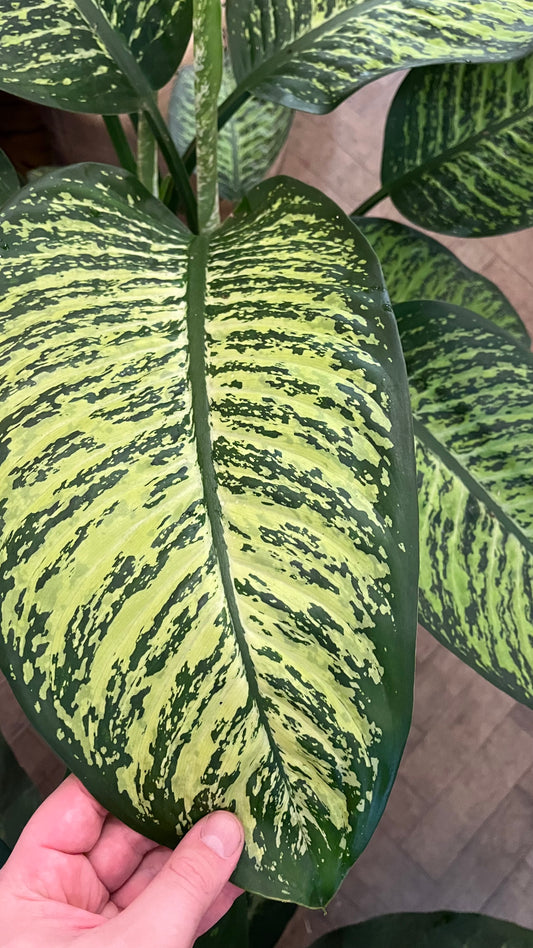 Dieffenbachia seguine 'Tropic Jewel'
