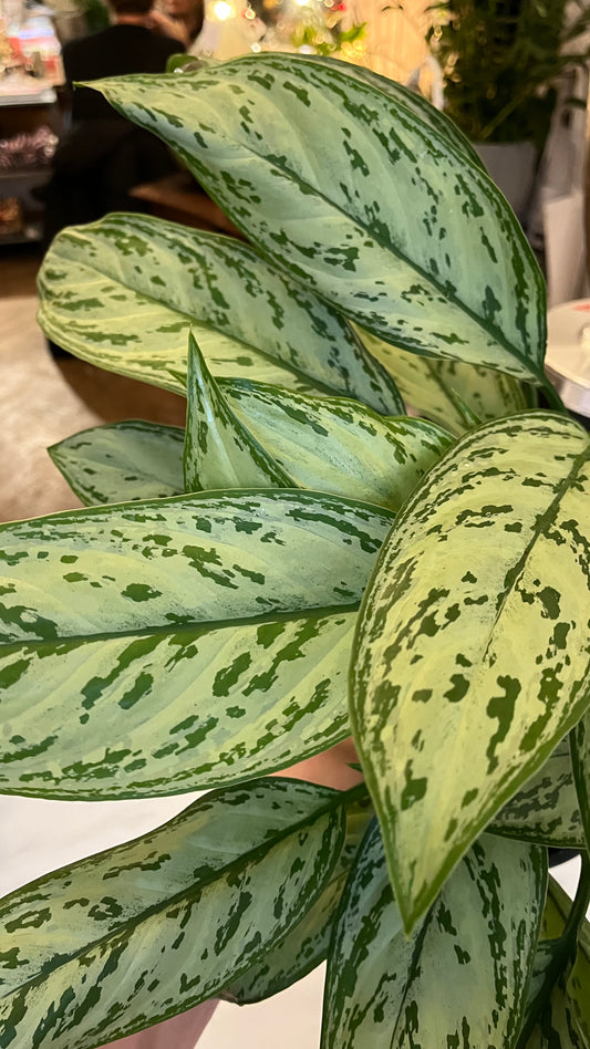 Aglaonema commutatum 'Silver Queen'