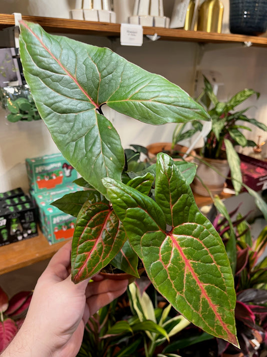 Cyrtosperma johnstonii