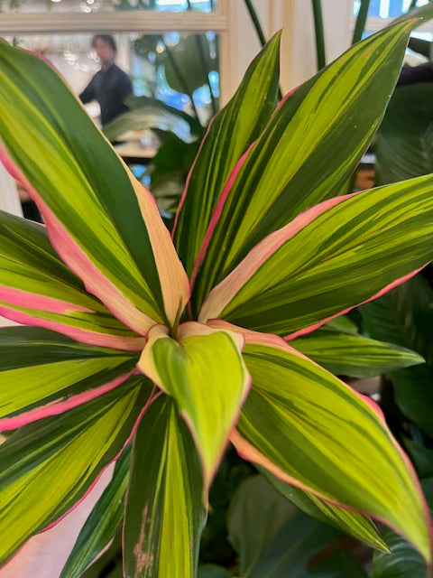 Cordyline fruticosa 'Kiwi'