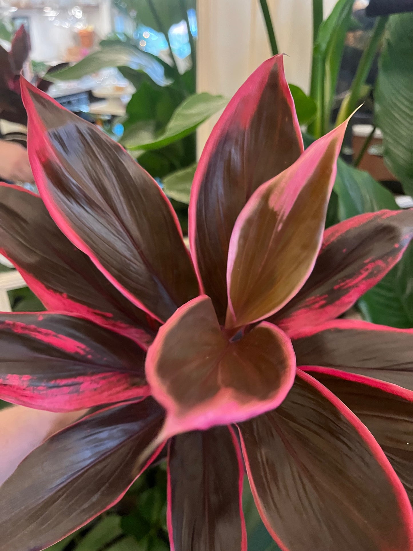 Cordyline fruticosa 'Purple Prince'
