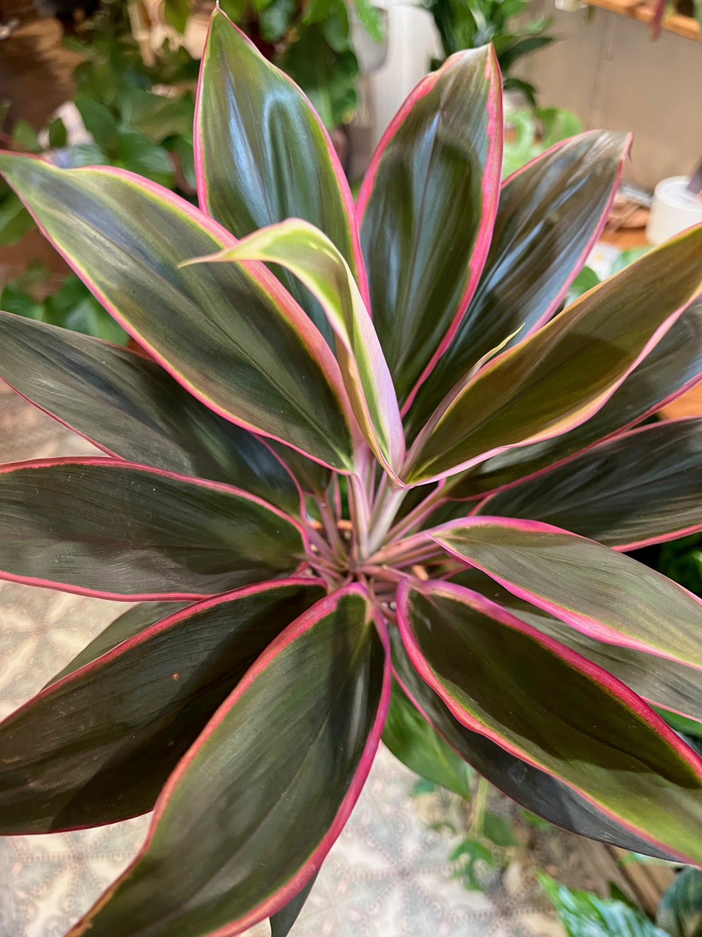 Cordyline fruticosa 'Pink Diamond'