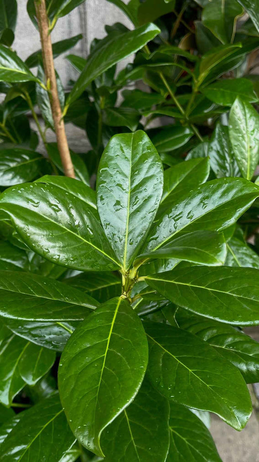 Prunus laurocerasus 'Novita'