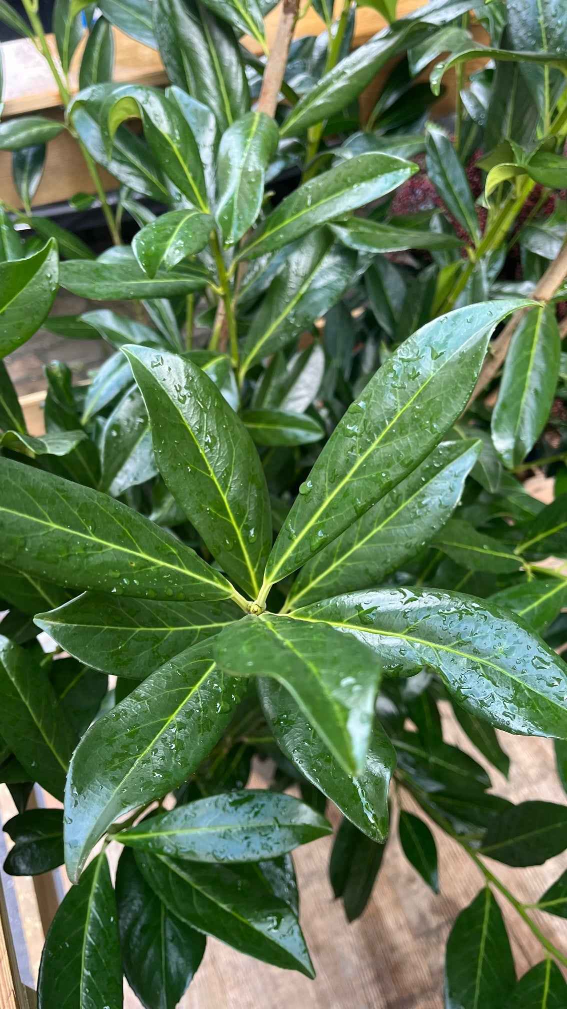 Prunus laurocerasus 'Caucasica'