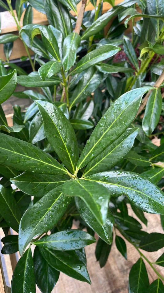 Prunus laurocerasus 'Caucasica'