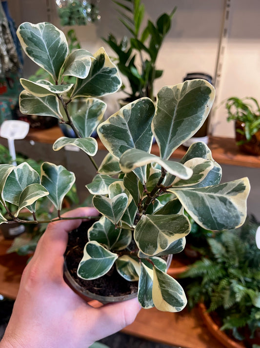 Ficus natalensis variegata