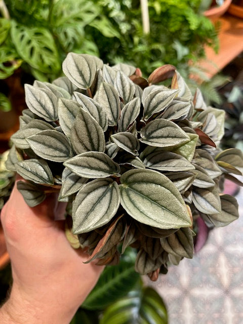 Peperomia 'Napoli Nights'