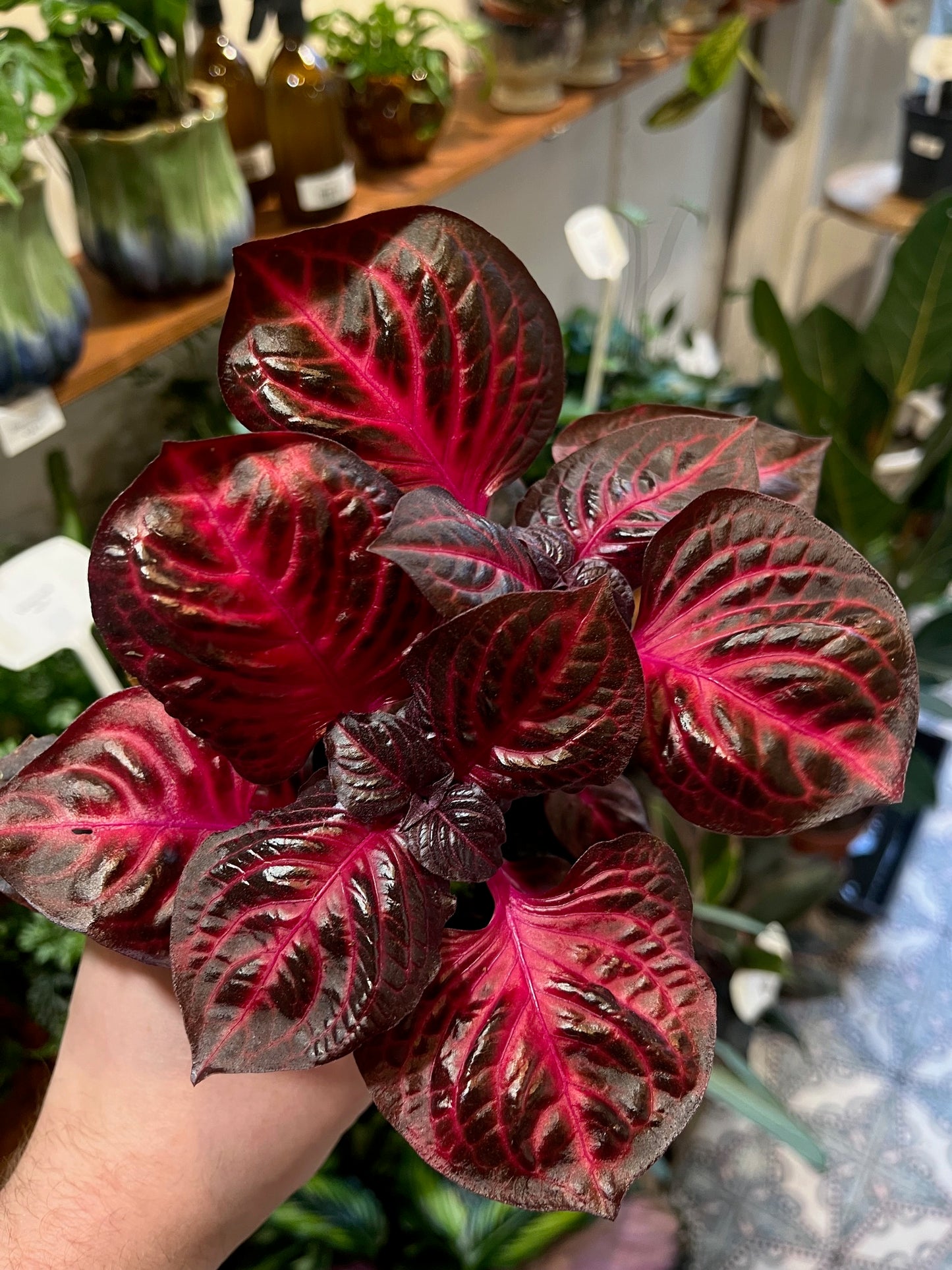 Iresine diffusa f. herbstii 'Rich Redstar'