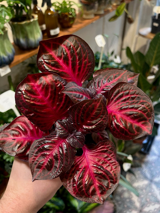 Iresine diffusa f. herbstii 'Rich Redstar'