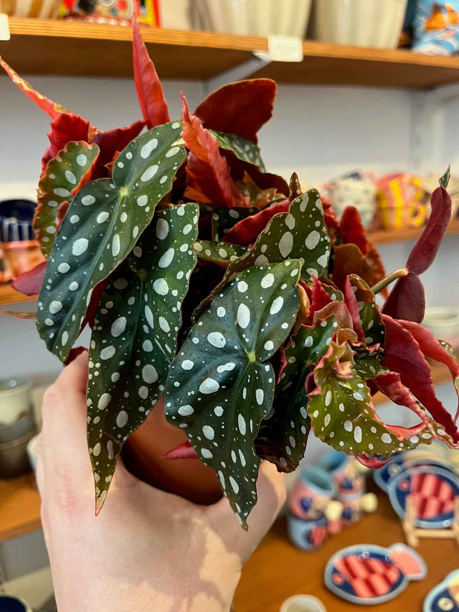 Begonia maculata 'Wightii'