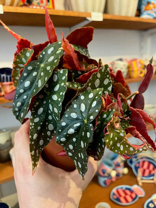 Begonia maculata 'Wightii'