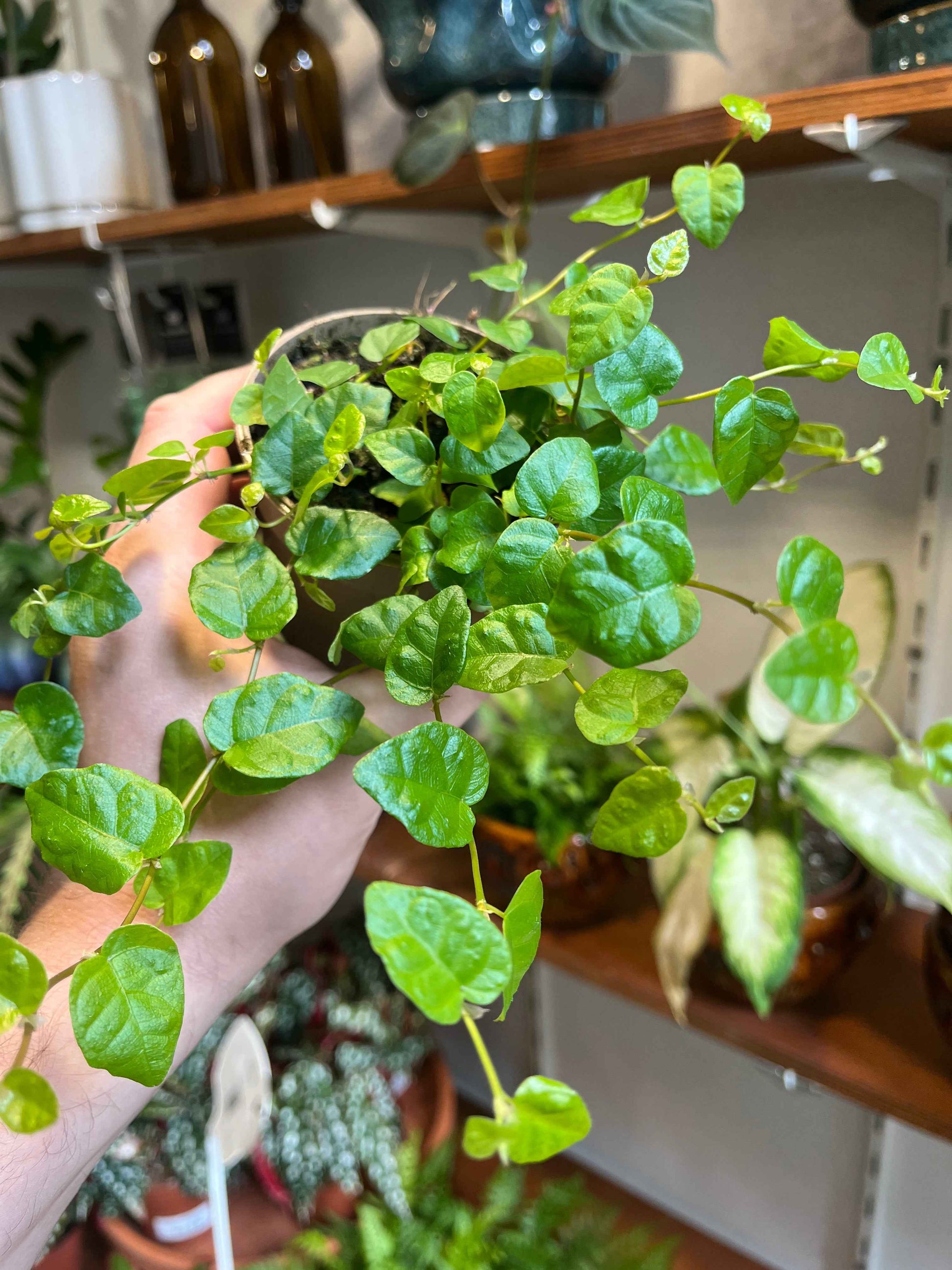 Ficus pumila 'Green Sunny'