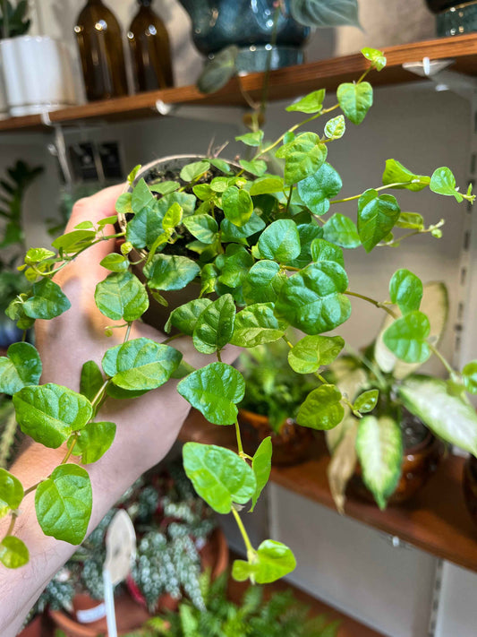 Ficus pumila 'Green Sunny'