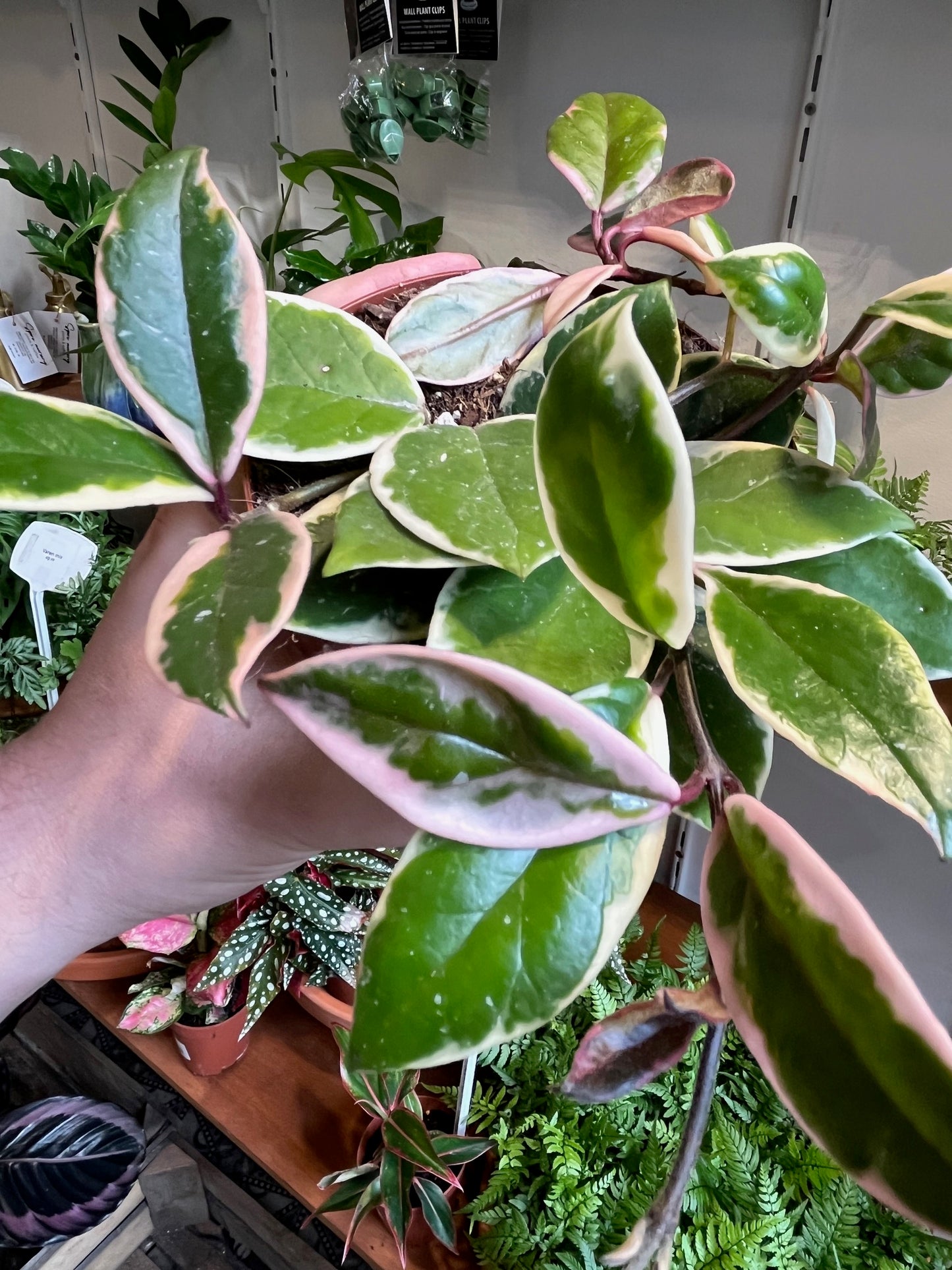 Hoya carnosa 'Flamingo Dream'