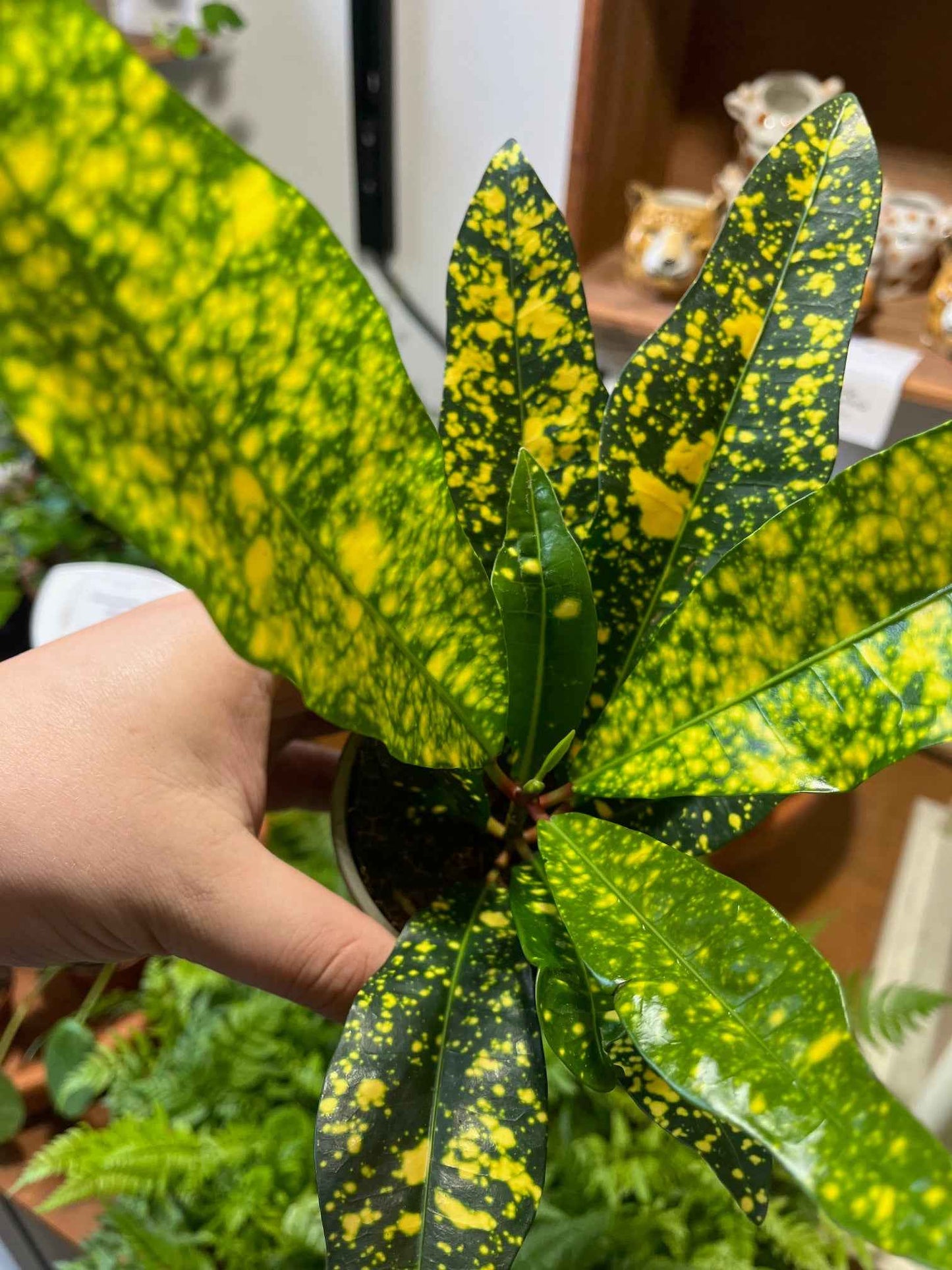 Codiaeum variegatum 'Sunny Star'