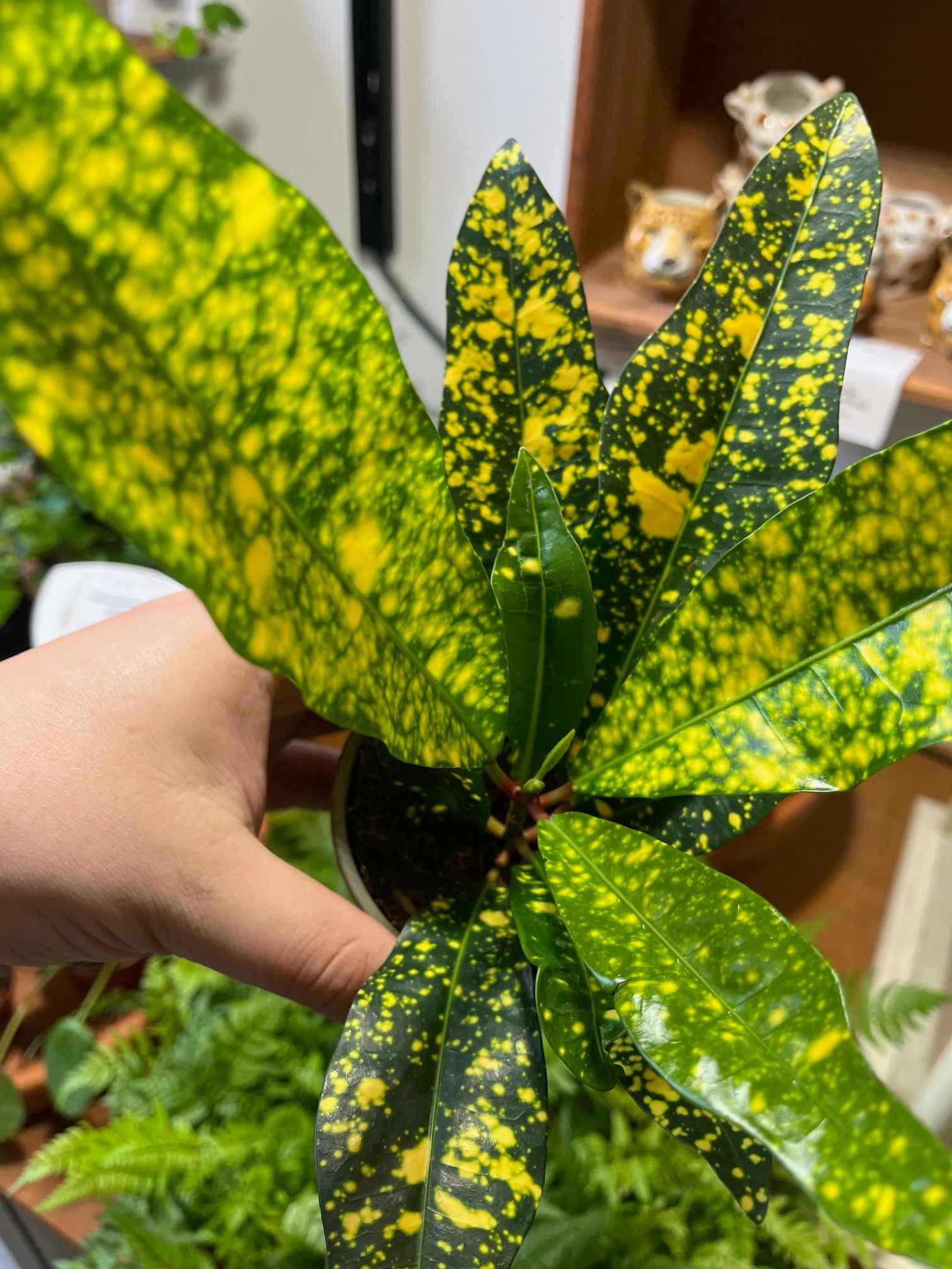 Codiaeum variegatum 'Sunny Star'