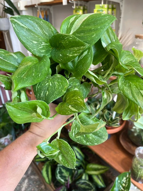 Scindapsus pictus 'Rubicon'