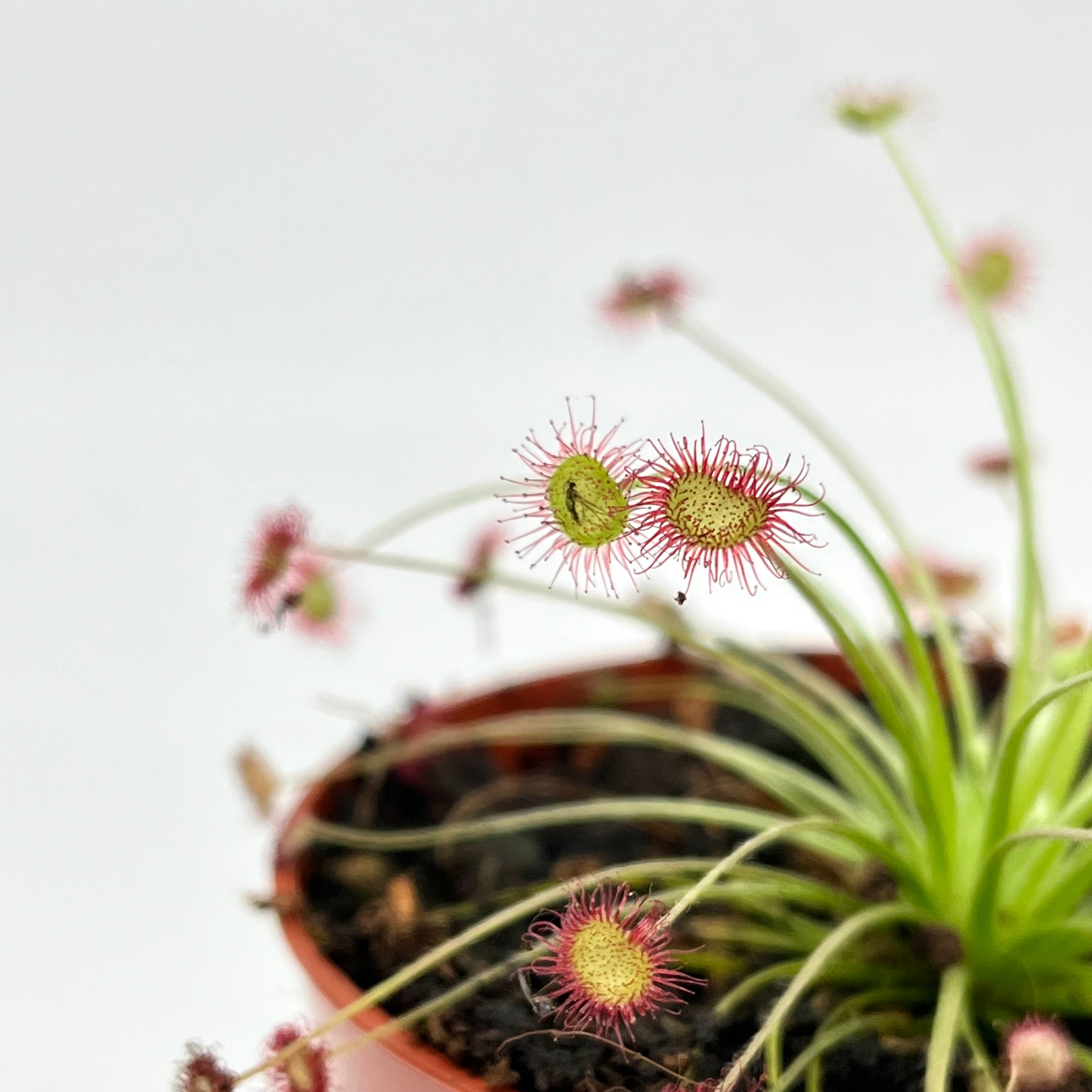 Drosera paradoxa – Spore Nursery