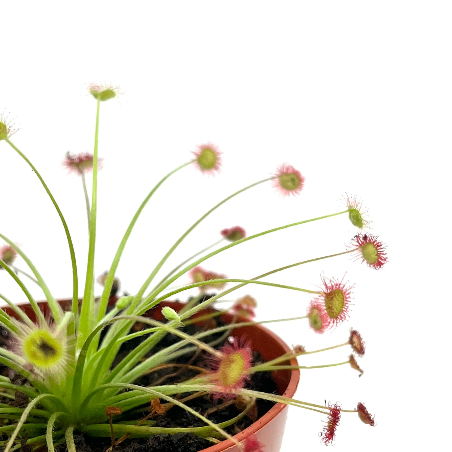 Drosera paradoxa