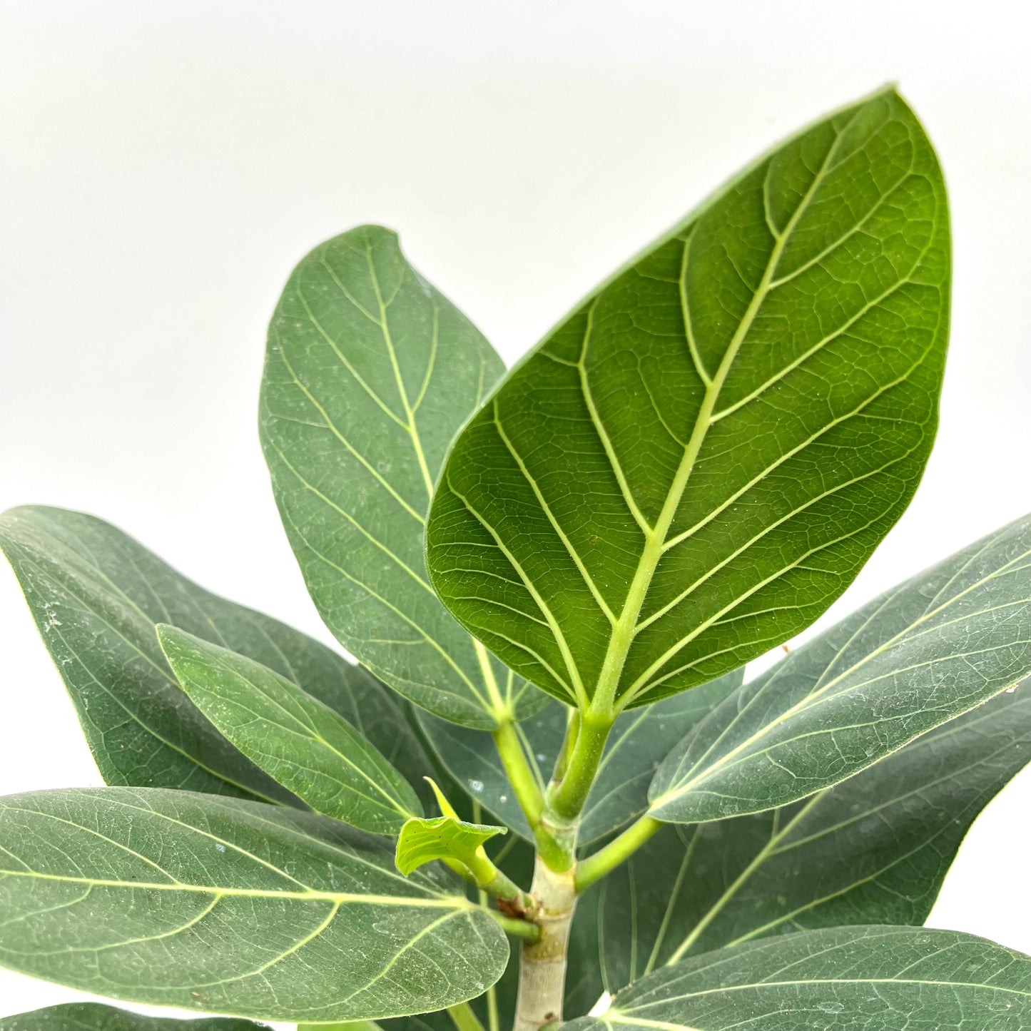 Ficus benghalensis 'Audrey'