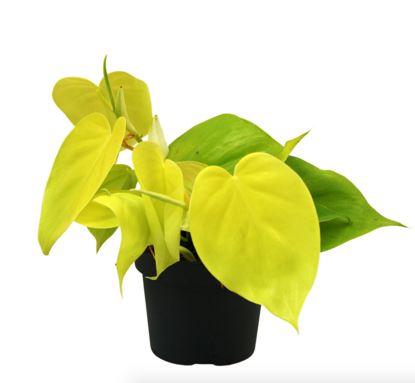 Philodendron hederaceum var. hederaceum 'Lime'