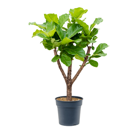 Ficus lyrata