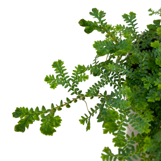 Selaginella uncinata 'Peacock'