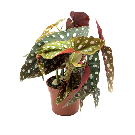 Begonia maculata