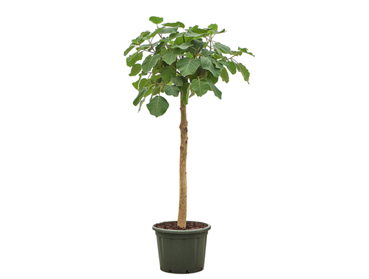Ficus auriculata 'Everest'