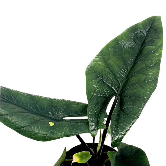 Alocasia scalprum