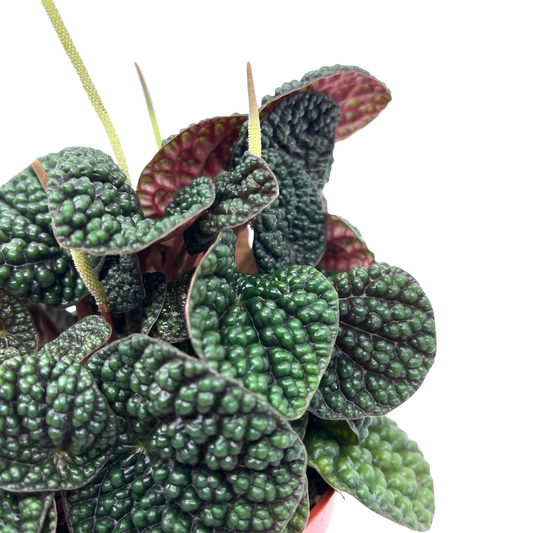 Peperomia 'Green Bubble'