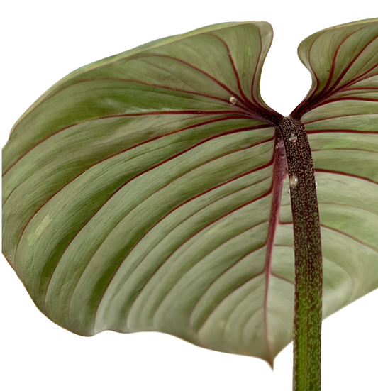 Philodendron sodiroi