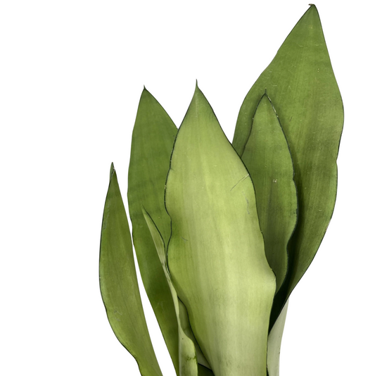 Dracaena trifasciata 'Moonshine' (Sansevieria laurentii)