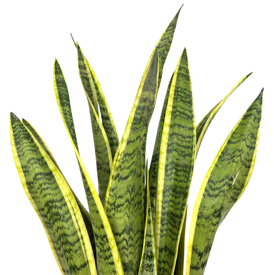 Dracaena trifasciata (Sansevieria laurentii)