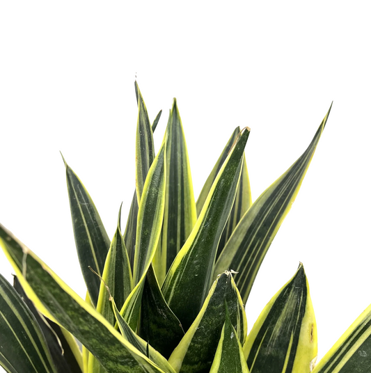 Dracaena trifasciata 'Canary' (syn: Sansevieria laurentii)