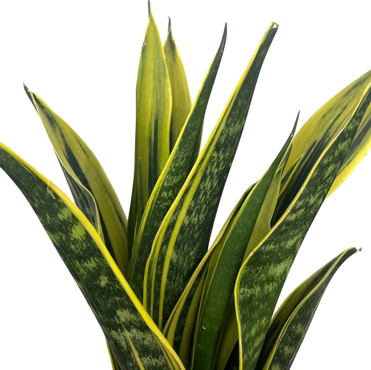 Dracaena trifasciata 'Gold Flame' (Sansevieria laurentii)