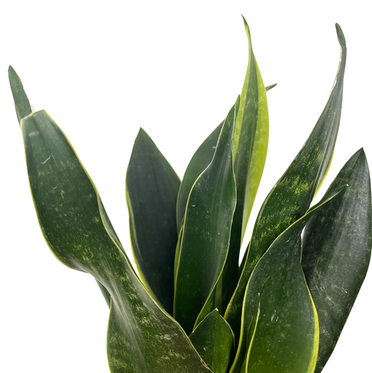 Dracaena trifasciata 'Black Diamond' (Sansevieria laurentii)