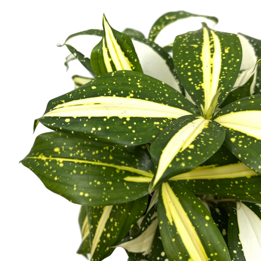 Dracaena surculosa 'Milky Way'