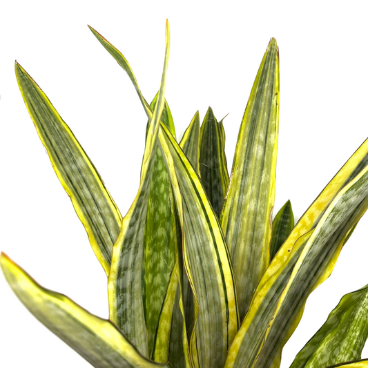 Dracaena aubrytiana (syn: Sansevieria aubrytiana)