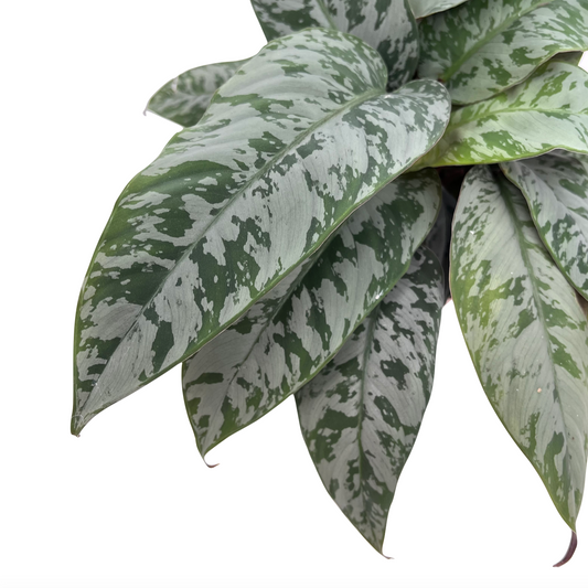 Apoballis acuminatissima