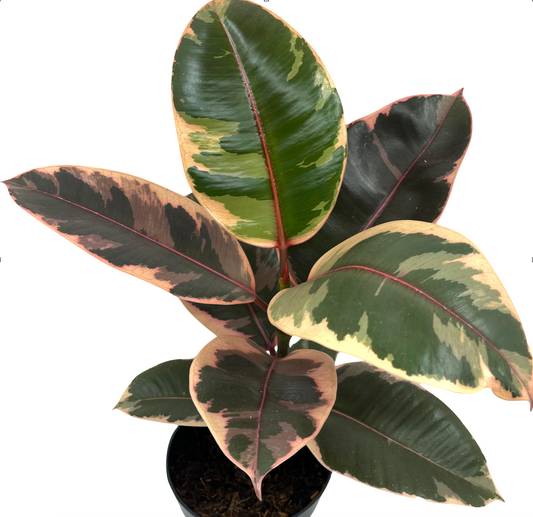 Ficus elastica 'Belize'