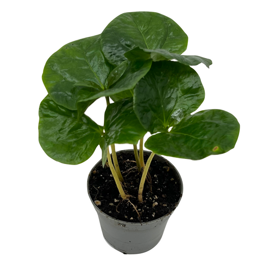 Coffea arabica