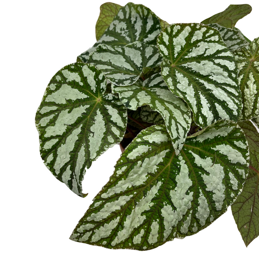 Begonia rex 'Tap Dance'