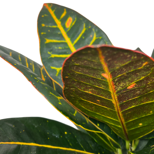 Codiaeum variegatum 'Petra'