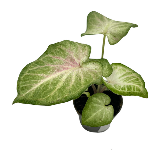 Caladium bicolor 'Fancy Pink Cloud'