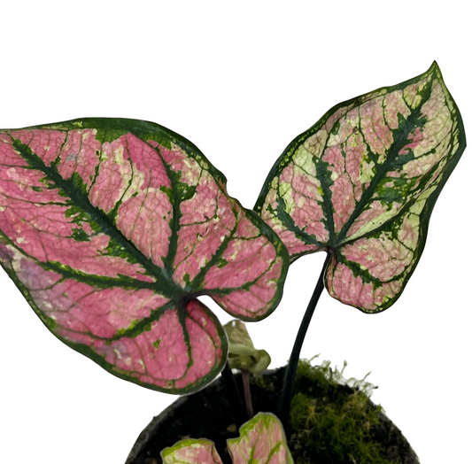Caladium bicolor 'Pink Beauty'